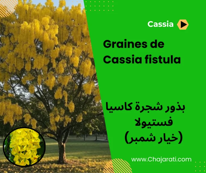 Graines de Cassia fistula – بذور شجرة كاسيا فستيولا (خيار شمبر)
