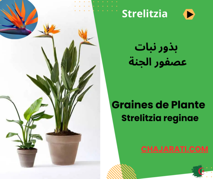 Graines de Strelitzia reginae – Oiseau de Paradis بذور نبات عصفور الجنة - سترليتزيا ريجينا