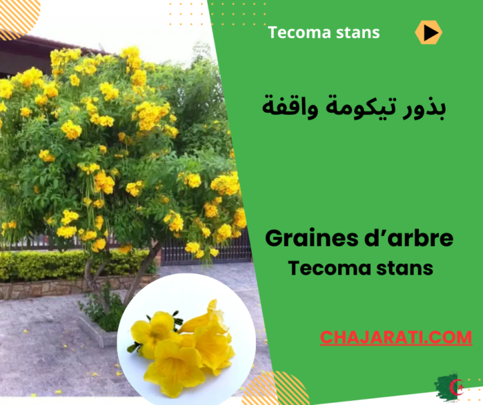 Tecoma Stans تيكوما ستانس تيكومة واقفة