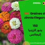Graines de Zinnia Elegans بذور الزينيا إليجانس
