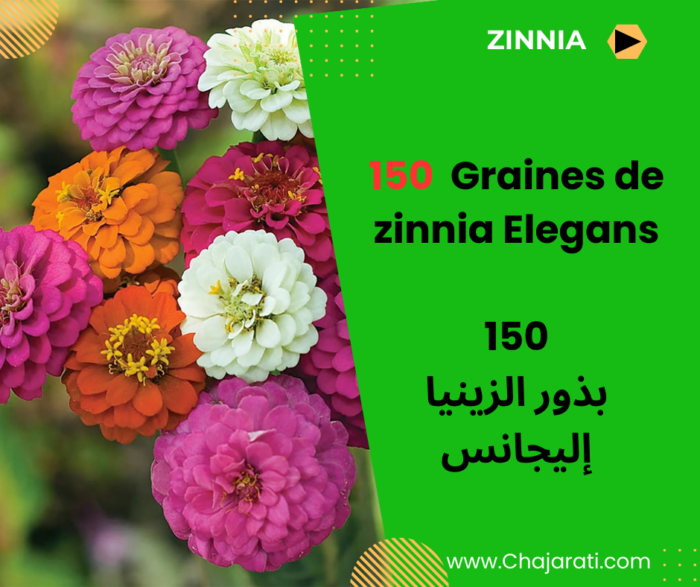 Graines de Zinnia Elegans بذور الزينيا إليجانس