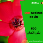 Graines de Lin بذور الكتان