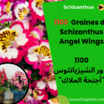 Graines de Schizanthus Angel Wings بذور الشيزيانثوس "أجنحة الملاك"