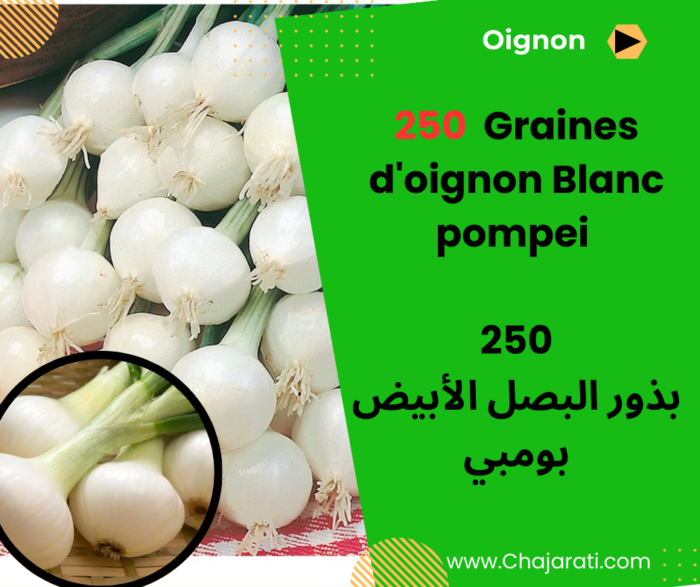 Graines d'oignon blanc Pompei بذور البصل الأبيض بومبي