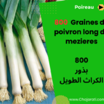 Graines de poireau long de Mézières بذور الكراث الطويل