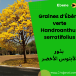 Graines d’arbre d’ébène verte (Handroanthus serratifolius)