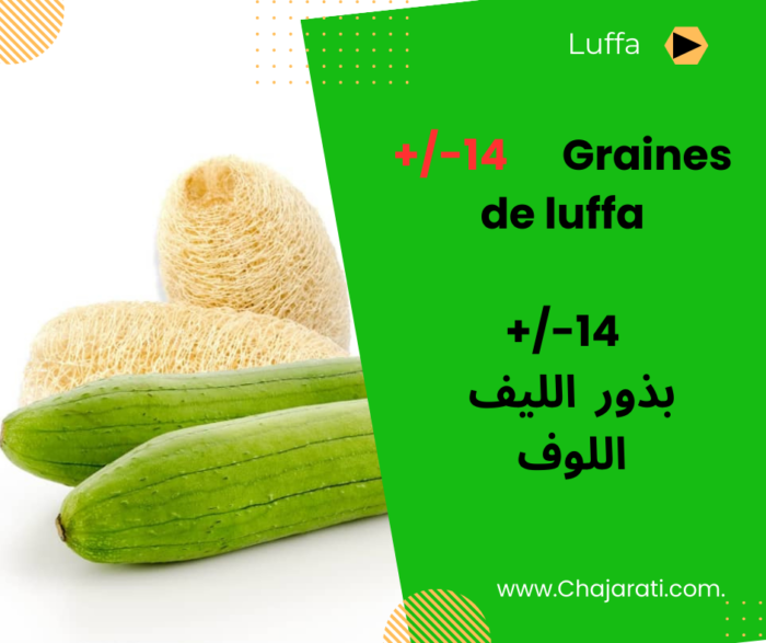 Graines de luffa بذور اللوف الليف