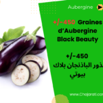Graines d’aubergine Black Beauty ذور الباذنجان