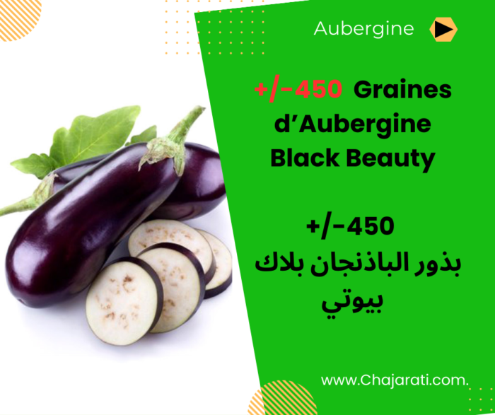 Graines d’aubergine Black Beauty ذور الباذنجان