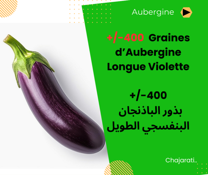 Graines d’Aubergine Longue Violette بذور الباذنجان البنفسجي الطويل