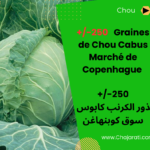 Graines de chou cabus Marché de Copenhague بذور الكرنب