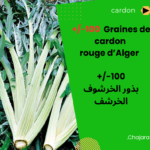 Graines de Cardon Rouge d’Alger بذور الخرشوف