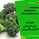 Graines de Brocoli Vert Calabrese ذور البروكلي الأخضر كاليبريزي