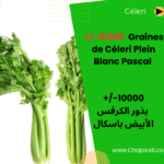 Graines de Céleri Plein Blanc Pascal بذور الكرفس الأبيض باسكال