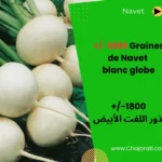 Graines de Navet Blanc Globe بذور اللفت الأبيض