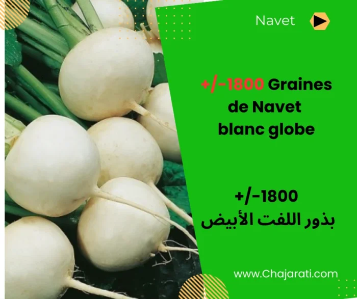 Graines de Navet Blanc Globe بذور اللفت الأبيض