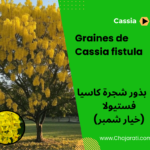 بذور شجرة كاسيا فستيولا (خيار شمبر) Graines de Cassia Fistula