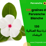 Graines de Pervenche Blanche ذور نبتة العناقية البيضاء