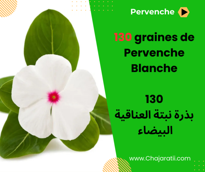 Graines de Pervenche Blanche ذور نبتة العناقية البيضاء