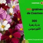 بذور زهرة الكوزموس Graines de Cosmos