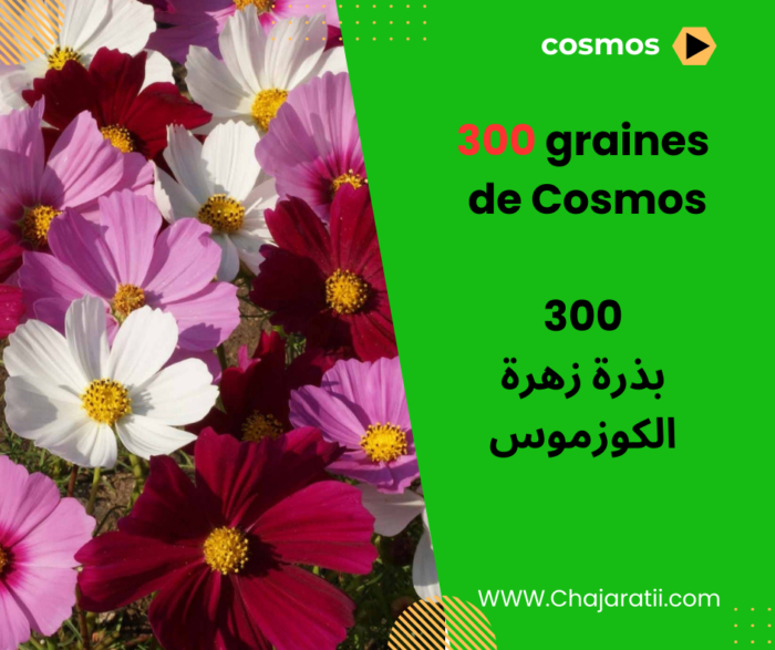 بذور زهرة الكوزموس Graines de Cosmos