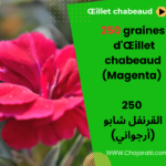 Graines d'Œillet chabeaud (Magenta) - بذور القرنفل شابو (أرجواني)