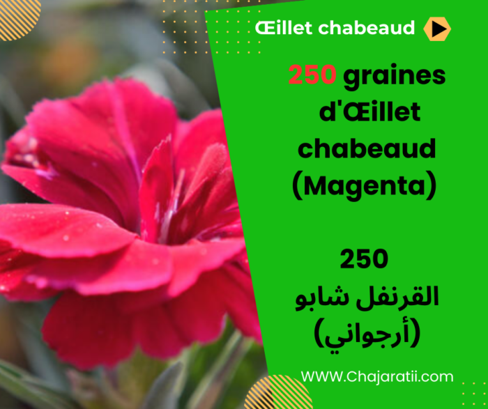 Graines d'Œillet chabeaud (Magenta) - بذور القرنفل شابو (أرجواني)