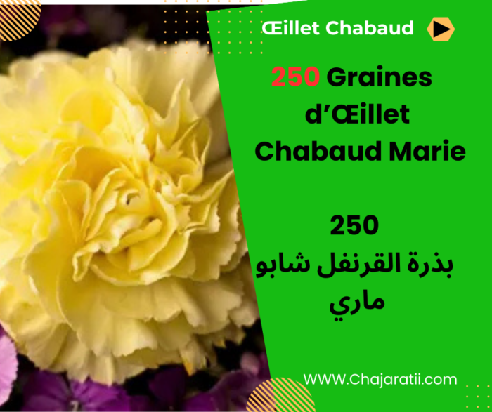 Graines d'Œillet Chabaud Marie بذور القرنفل شابو ماري