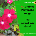 بذور العناقية الحمراء Graines de Pervenche Rouge