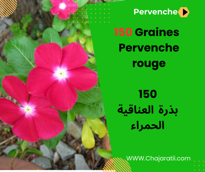 بذور العناقية الحمراء Graines de Pervenche Rouge