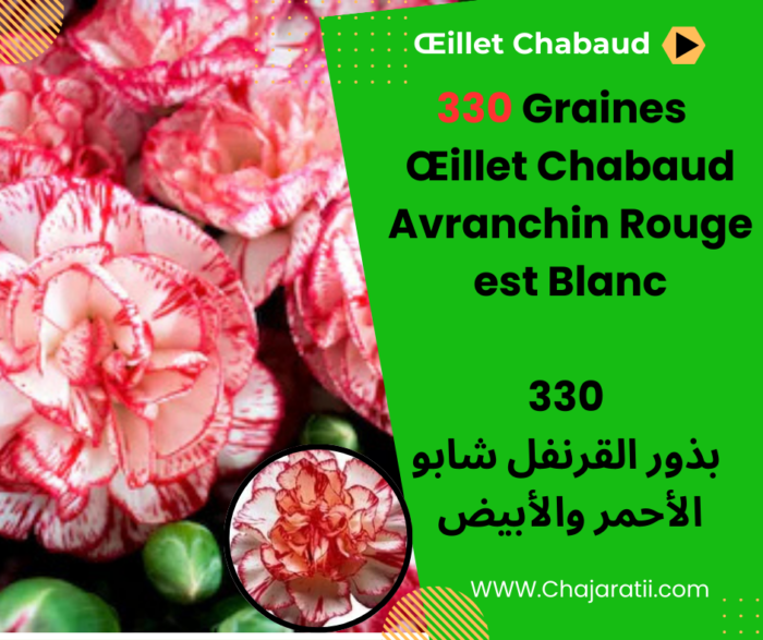 Œillet Chabaud Avranchin Rouge et Blanc بذور القرنفل شابو أفراشان الأحمر والأبيض