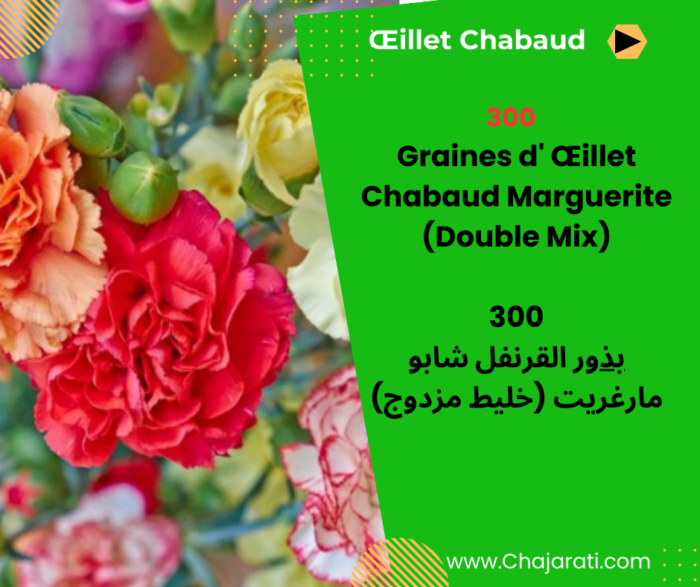 Graines d'Œillet Chabaud Marguerite (Double Mix) : بذور القرنفل شابو مارغريت (خليط مزدوج)