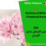 Graines d’Œillet Chabaud Rose بذور القرنفل شابو الوردي