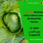 Graines de Chou Cabus Cœur de Bœuf de Vertus - بذور الكرنب (الملفوف)