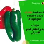 Graines de Poivron Doux d'Espagne - بذور الفلفل الحلو الإسباني