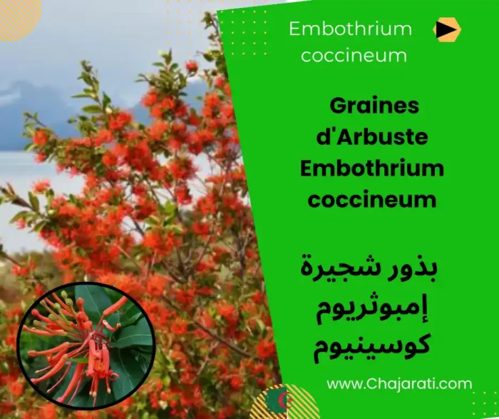 Graines d’Arbuste Embothrium coccineum – بذور شجيرة إمبوثريوم كوسينيوم