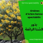 Graines de Senna spectabilis بذور السِّنا الرائعة