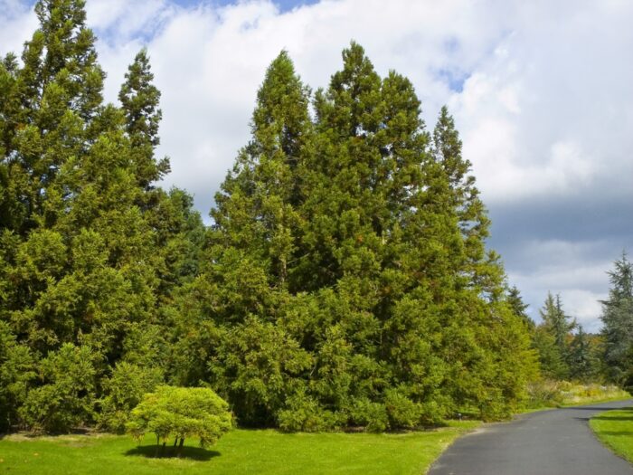 Le Cryptomeria japonica, ou cèdre du Japon أرز اليابان