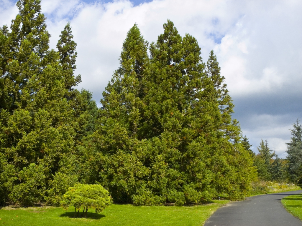 Le Cryptomeria japonica