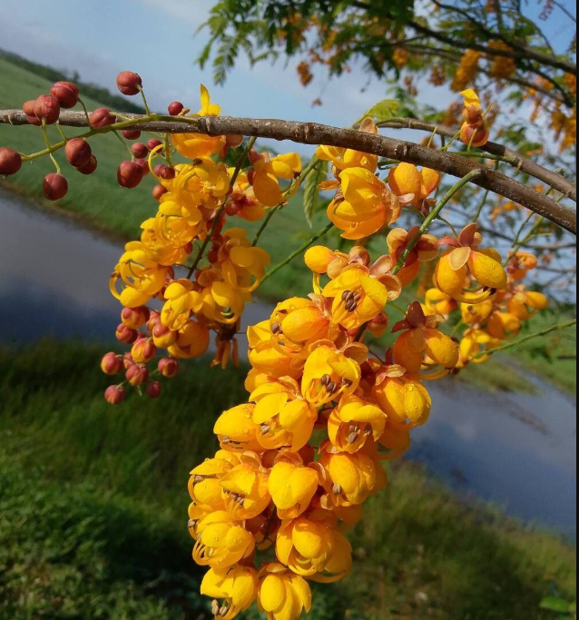 Graines de Cassia moschata