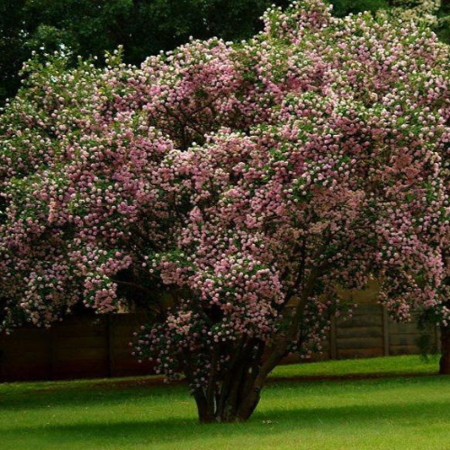 Dais-cotinifolia