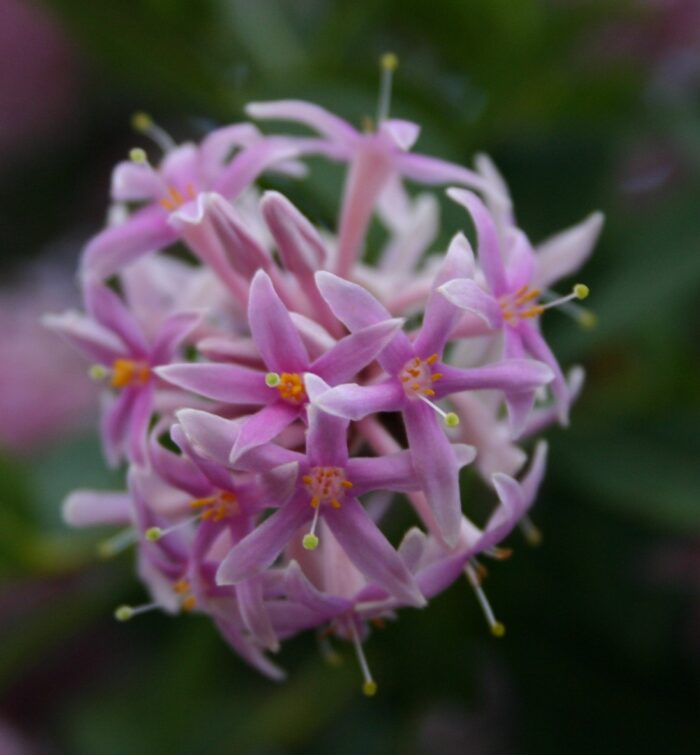 Dais cotinifolia شجرة البومبون الوردي