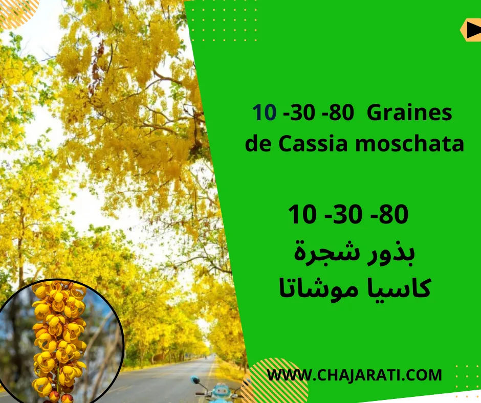 Graines de Cassia moschata – بذور شجرة كاسيا موشاتا