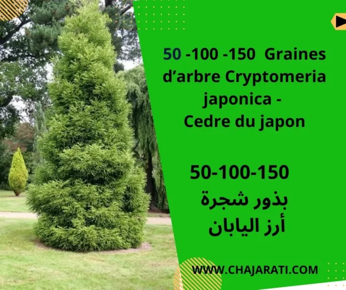 Graines de Cryptomeria japonica ou cèdre du Japon – بذور أرز اليابان