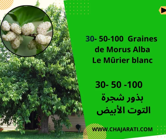 Graines de Mûrier blanc (Morus alba) – بذور شجرة التوت الأبيض