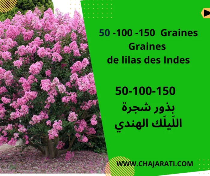 Graines de lilas des Indes – Lagerstroemia speciosa – بذور شجرة فخر الهند