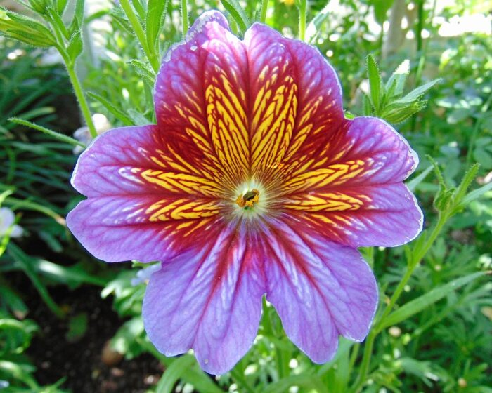 Graines de Salpiglosses - بذور البوق