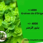 Graines d'Origan - بذور الزعتر