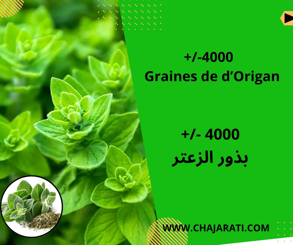 Graines d’Origan – بذور الزعتر