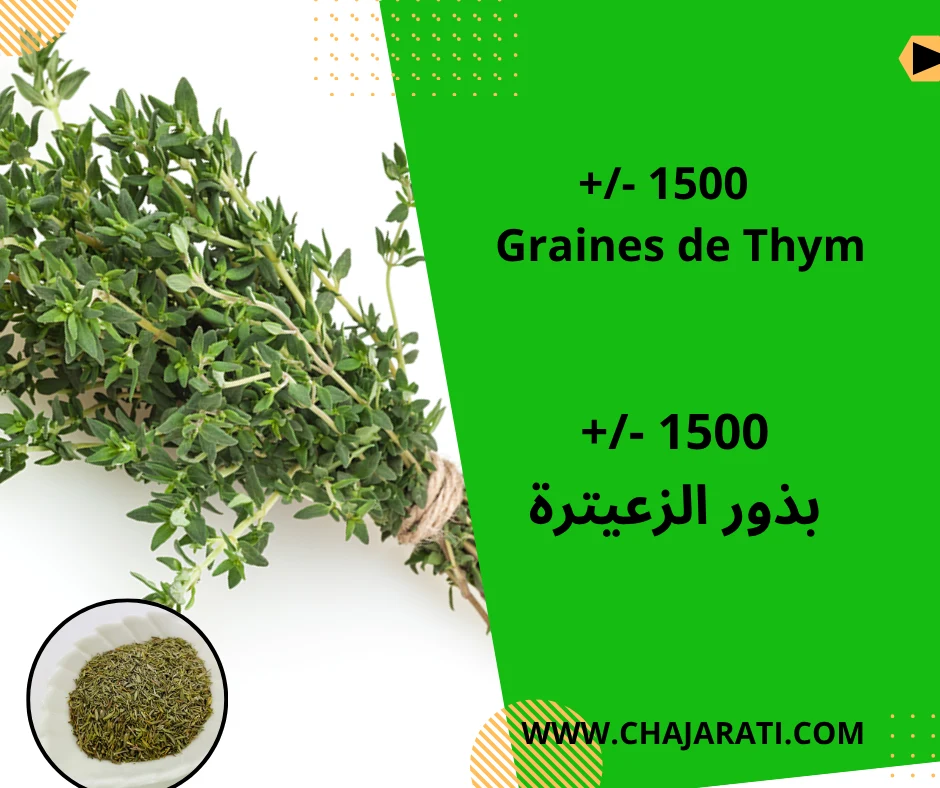 Graines de Thym – thyme seeds